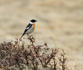 White-throated Bushchat, Saxicola insignis
