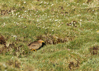 Yellow-legged Buttonquail, Turnix tanki