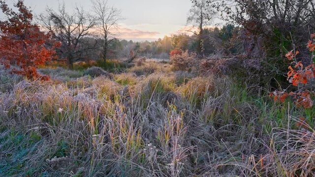 Untouched nature of the national park. Inium covered grass, autumn trees and little fog. Swampy, impassable terrain, dawn. UHD, 4K
