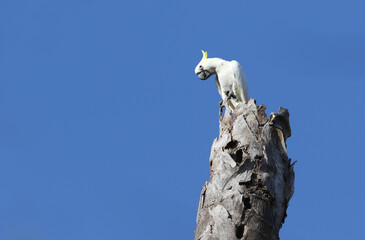 Yellow-crested Cockatoo, Cacatua galerita