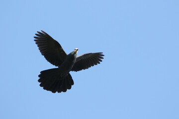 Sula Cuckoo-dove, Turacoena sulaensis
