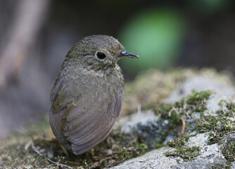 Nepal Cupwing, Pnoepyga immaculata