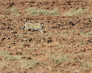 Desert Cat, Felis margarita