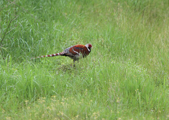 Elliot's pheasant, Syrmaticus ellioti