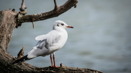 seagull on a twig