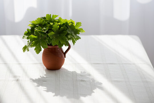 geranium leaves in a clay vase on a white tablecloth against a bright window - beautiful shadows and reflections