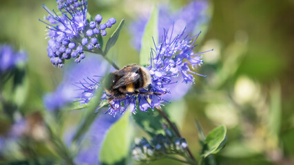 bee on a flower