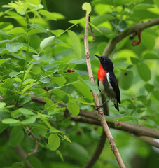 Grey-sided Flowerpecker, Dicaeum celebicum