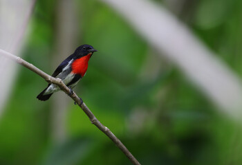 Grey-sided Flowerpecker, Dicaeum celebicum