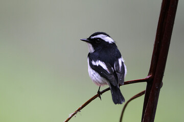 Little Pied Flycatcher, Ficedula westermanni