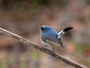 Slaty-blue Flycatcher, Ficedula tricolor