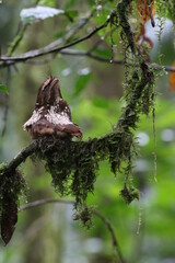 Short-tailed Frogmouth, Batrachostomus poliolophus