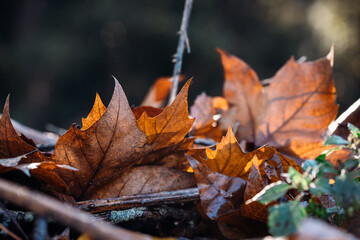 Brown autumn maple leaves fallen on the floor, wet grass in the morning. Beauty of nature, fall colors. Close-up macro photography.