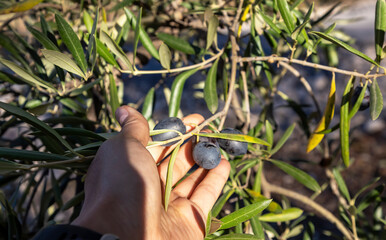 Hand holding a branch of black olives. Concept of the olives harvest, autumn period. 
