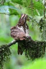Short-tailed Frogmouth, Batrachostomus poliolophus