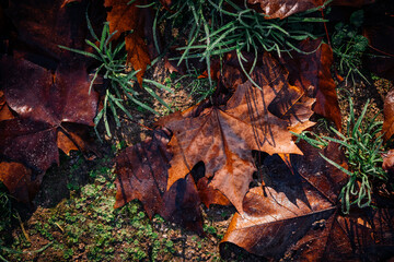 Wet big brown autumn maple leaf fallen on the floor, green grass with drops of morning dew, on a forest ground. Beauty of nature in the morning, fall colors. Close-up photography.