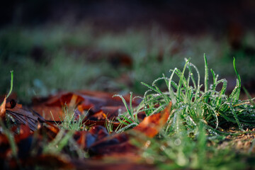 Obraz premium Piece of grass with drops of morning dew on the brown ground of the forest and brown fallen leaves. Beauty nature in the morning, autumn colors.