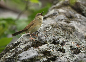 Chinese Bush Warbler, Locustella tacsanowskia