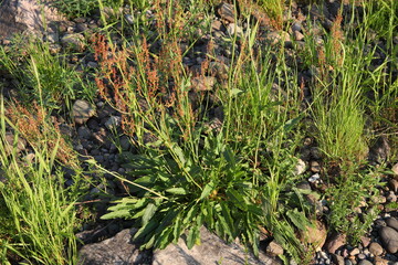 A plant among stones.Green grass with red seeds on a Sunny summer day.Rumex acetosa