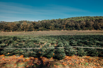 Agricultural Plantation of young green fir Christmas trees, in a farm in Spain, next to a forest on a Sunny day with blue sky. Trees Ready for sale for Christmas and New year celebration.