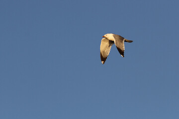 Mongolian gull, Larus mongolicus