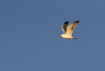 Mongolian gull, Larus mongolicus