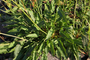 Obraz premium A plant among stones.Green grass with red seeds on a Sunny summer day.Rumex acetosa
