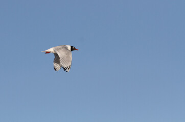 Relict Gull, Ichthyaetus relictus