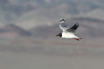 Relict Gull, Ichthyaetus relictus