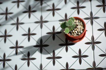 Cactus growing in clay pop at home