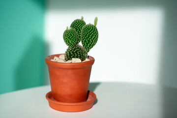 Cactus growing in clay pop at home
