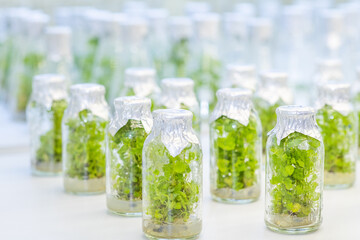 Close up row of glass bottle plant tissue culture on shelf  in laboratory, Alternative green herb medicine, Natural skin care beauty products, Laboratory and development concept.