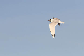 Relict Gull, Ichthyaetus relictus