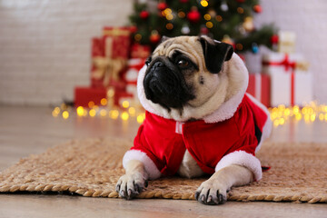 Adorable pug in santa suit over the christmas tree with blurry festive decor. Portrait of beloved...