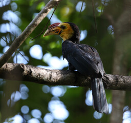 Sulawesi Hornbill, Rhabdotorrhinus exarhatus