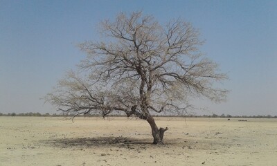 a lone tree in the Oshana plain of Ogongo, Namibia, Africa.