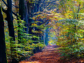 beautiful colors of an autumn forest in November, near Nijmegen Netherlands