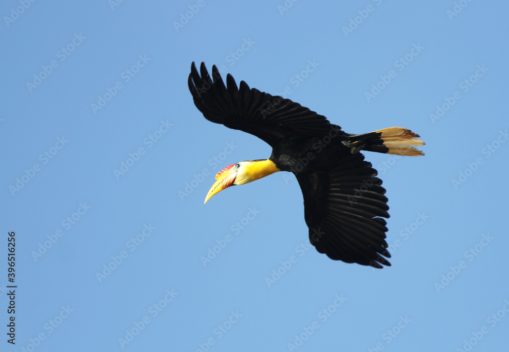 Wall mural Wrinkled Hornbill, Rhabdotorrhinus corrugatus