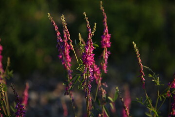 Beautiful wild flower.The delicate crimson color of the plant is highlighted by sunlight on the black. Small flowers on a long peduncle.Background image selective focus