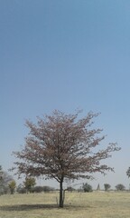 Obraz premium Tree in a mahangu field in Ogongo, Omusati region, Namibia, Africa.