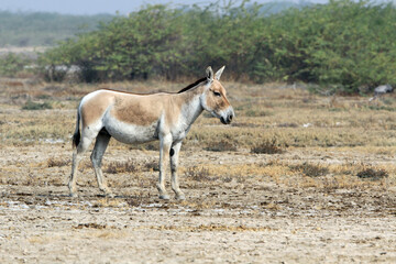 Naklejka na ściany i meble Indian wild ass, Equus hemionus khur