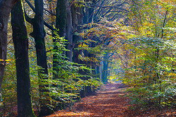 beautiful colors of an autumn forest in the Netherlands