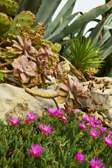 botanical cacti and succulent plants in mediterranean rock garden