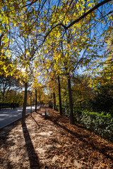 Fototapeta na wymiar View of path in a park, with trees and leaves on the ground, a sunny autumn day, vertical