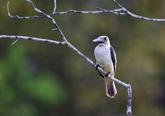 Great-billed Kingfisher, Pelargopsis melanorhyncha melanorhyncha