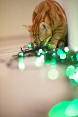Beautiful young orange tabby cat plays with decor with Christmas lights, holiday home eve decoration