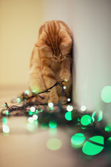 Beautiful young orange tabby cat plays with decor with Christmas lights, holiday home eve decoration