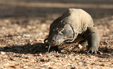 Komodo Dragon, Varanus komodoensis