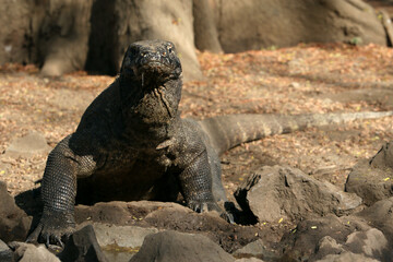 Komodo Dragon, Varanus komodoensis