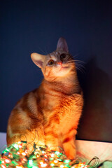 Beautiful young orange tabby cat plays with decor with Christmas lights, holiday home eve decoration